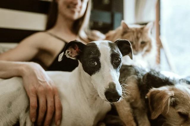 A woman sitting on a couch in the background with a cat and two dogs in the foreground