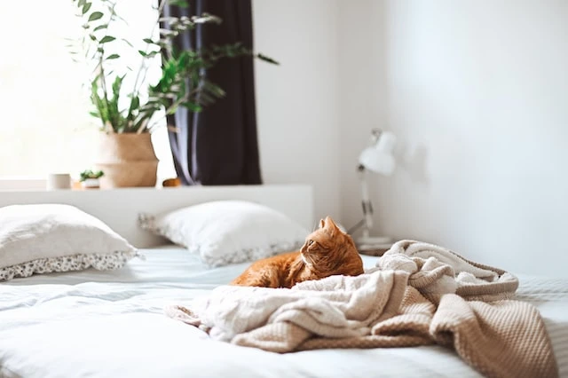 An orange cat sitting on a large white bed