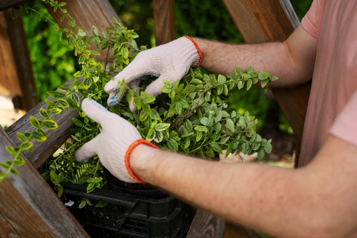 Arms wearing white gardening gloves pulling a plant out of its nursery container