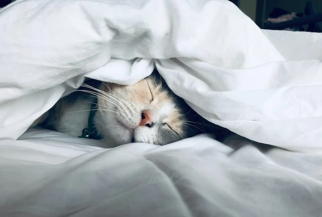 A sleeping cat wrapped in a white comforter