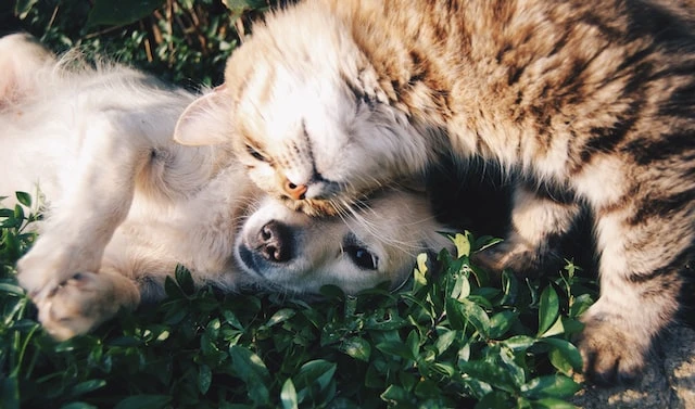 A long-haired white chihuahua and a long-haired striped orange cat with their heads on top of each other lying in green grass