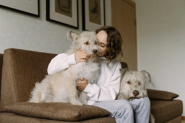 Person sitting on a couch with two large white dogs