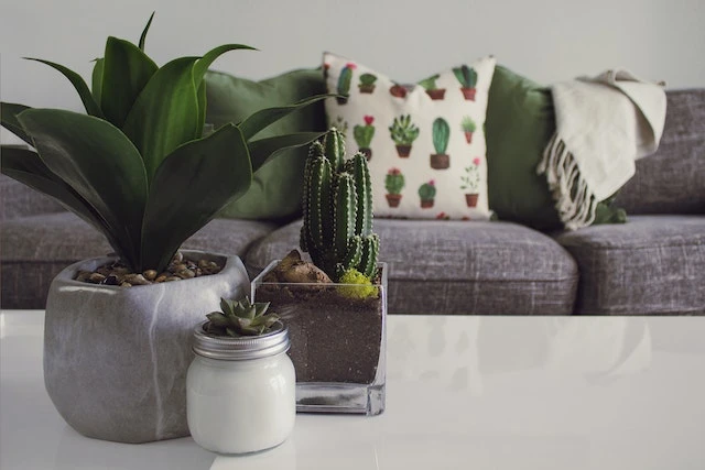 Grey couch behind a white coffee table with succulents on it