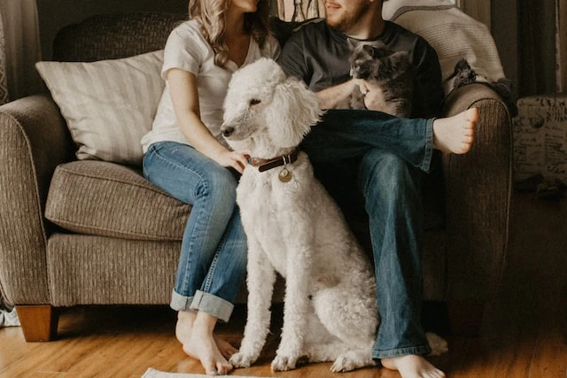 A couple sitting on a couch with a fluffy grey cat on their laps and a large white poodle sitting in front of the couch