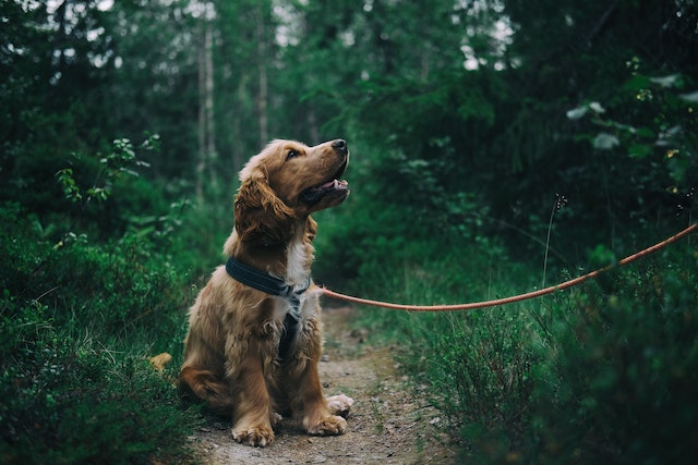 Orange dog sitting on a trail in a forest