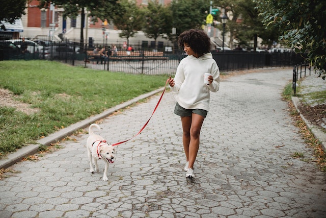 Person in a white sweatshirt walking their small white dog on a leash on a city sidewalk