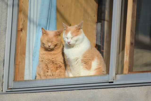 Two cats snuggling in the window