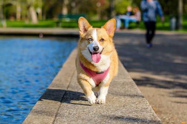 White and orange corgie walking on the edge of an outdoor pool